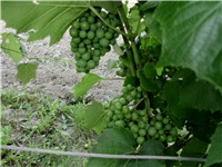 3cc4bdb9-Picture 059.jpg